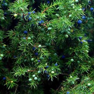 Ginepro - Juniperus Communis Fruit Oil - Ginepro Olio Essenziale