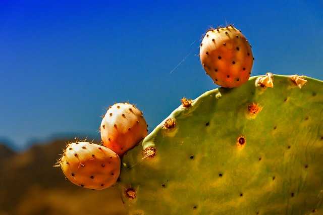 fico India Cactus Pianta con frutto