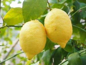 Citrus Limon L. Burm f.